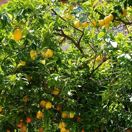 Susy Relais Bed and breakfast Sant'Agnello